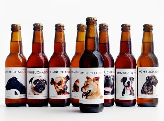 kombucha-dog